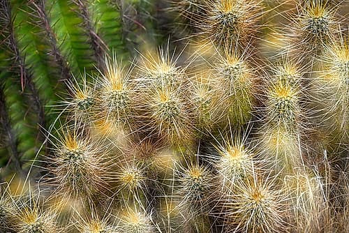 Espostoa Guentheri (Kupper) bulb Woolly cactus close-up Art Print